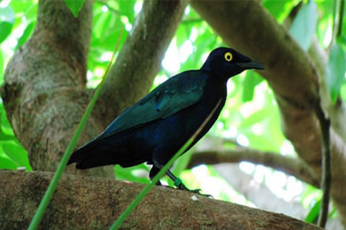 Aves da África – Disney Animals