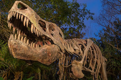 Dino-Sue