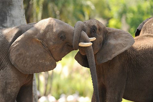 Elefantes africanos - Disney Animals