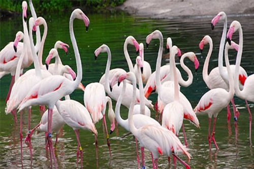 Flamingos – Disney Animals