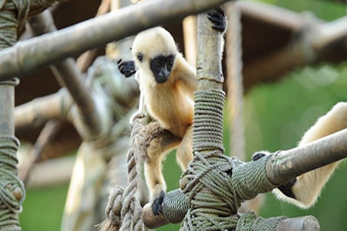 Gibões – Disney Animals