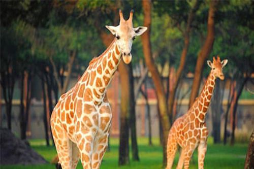 Girafas – Animais Disney