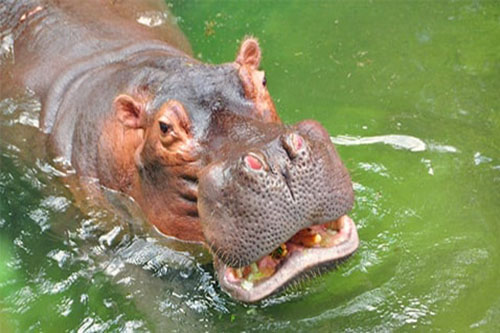 Hipopótamos – Animais Disney