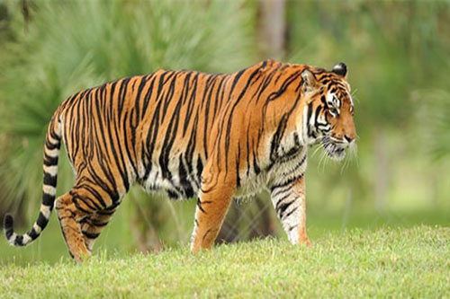 Rinocerontes - Disney Animals
