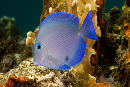 Peixes de recifes – Disney Animals
