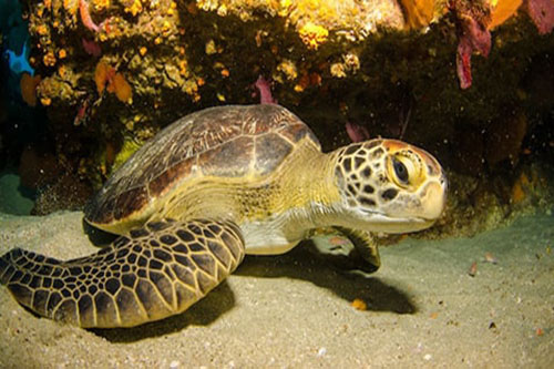 Tartarugas marinhas - Disney Animals